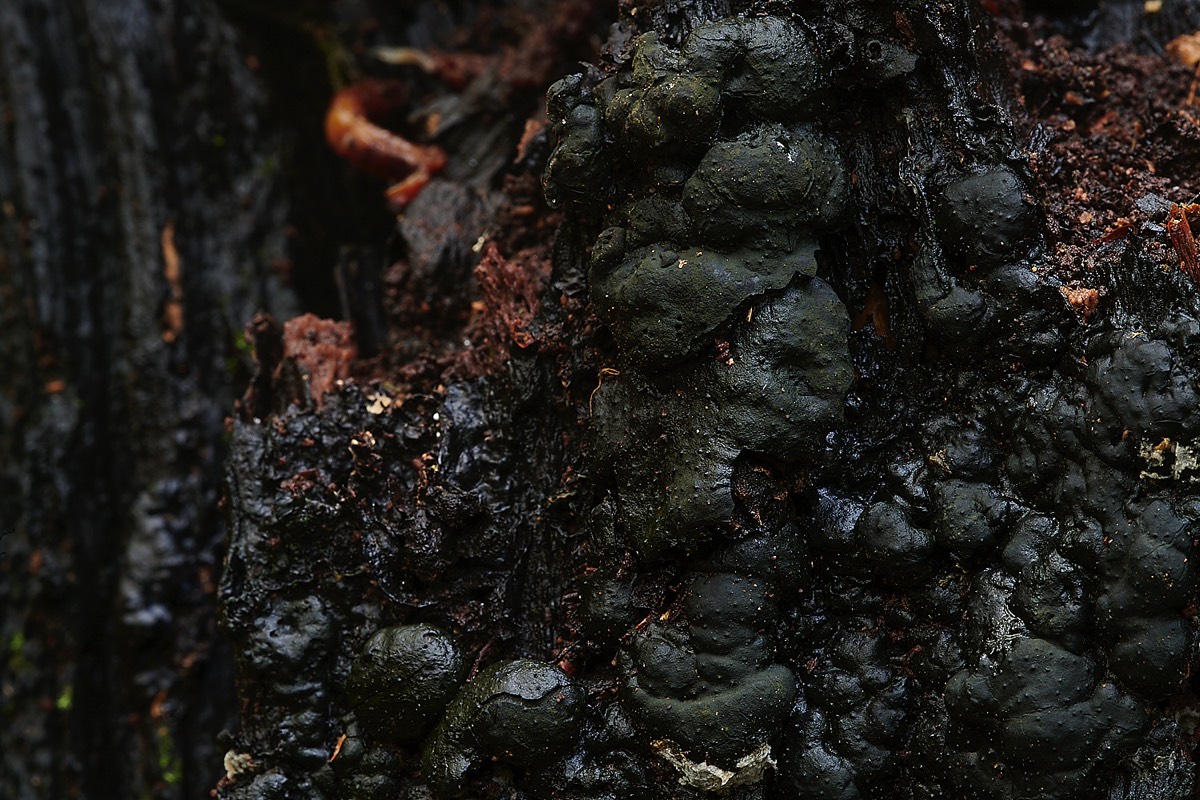 Oak Brittle Cinder - Trowse Woods 26/10/20
