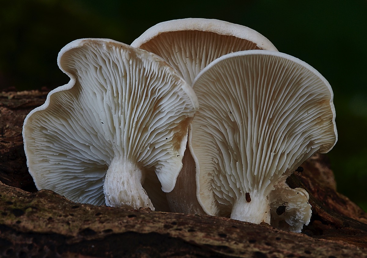 Mealy Oyster - Trowse Woods 26/10/20