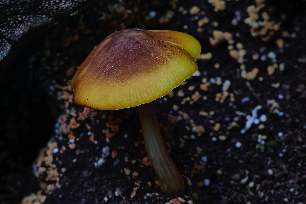 Yellow Shield - Trowse Woods 26/10/20