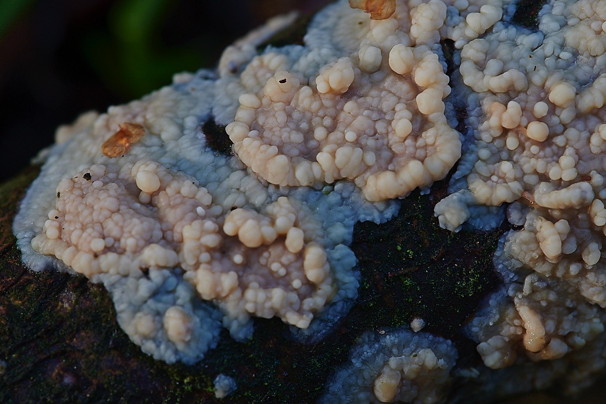 Crust Fungus - Alder Fen Broad  22/10/20
