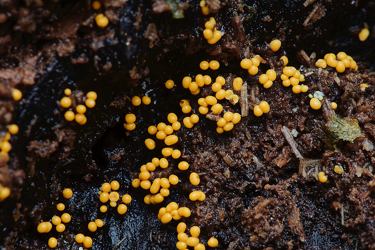 Slime Mold Sp - Trowse Woods 26/10/20