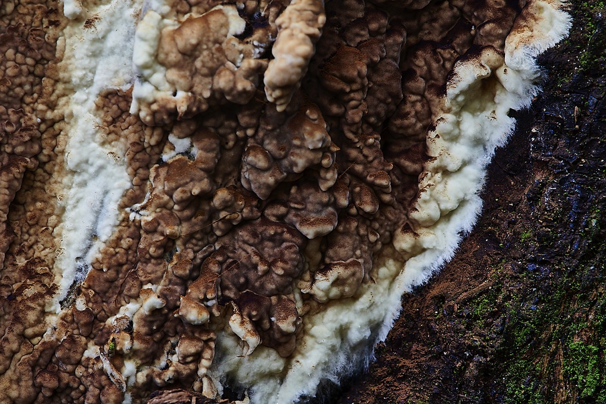 Crust Fungus ? - Pigney