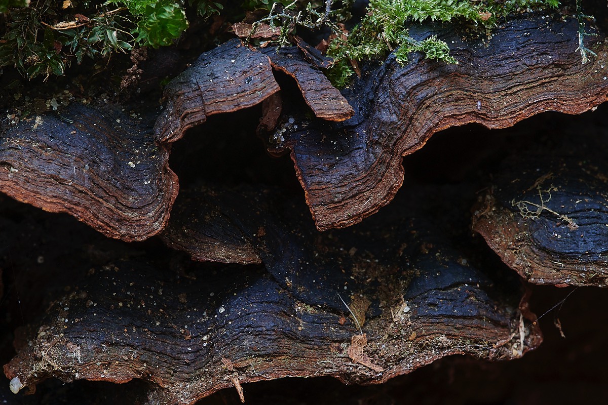 Oak Curtain Crust - Trowse Woods 26/10/20