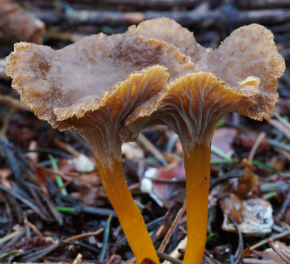BactonWooddsChanterelle141220-2