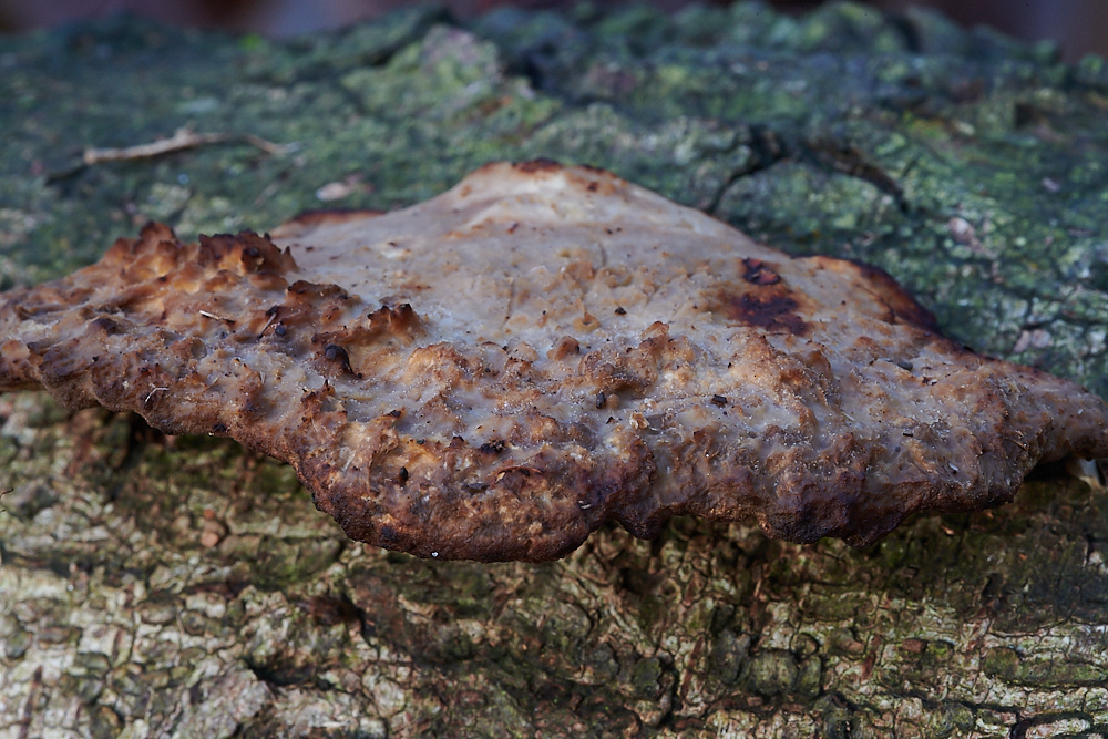 BactonWoodsBlushingBracket141120-1