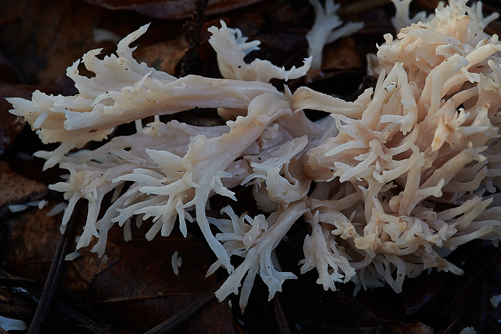 BactonWoodsCrestedCoral141120-2