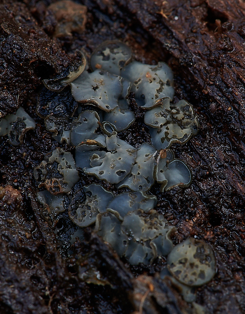 BactonWoodsGreyDisco141120-1