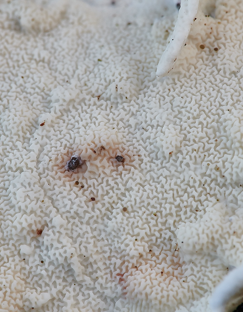 BactonWoodsNettedCrust141120-1