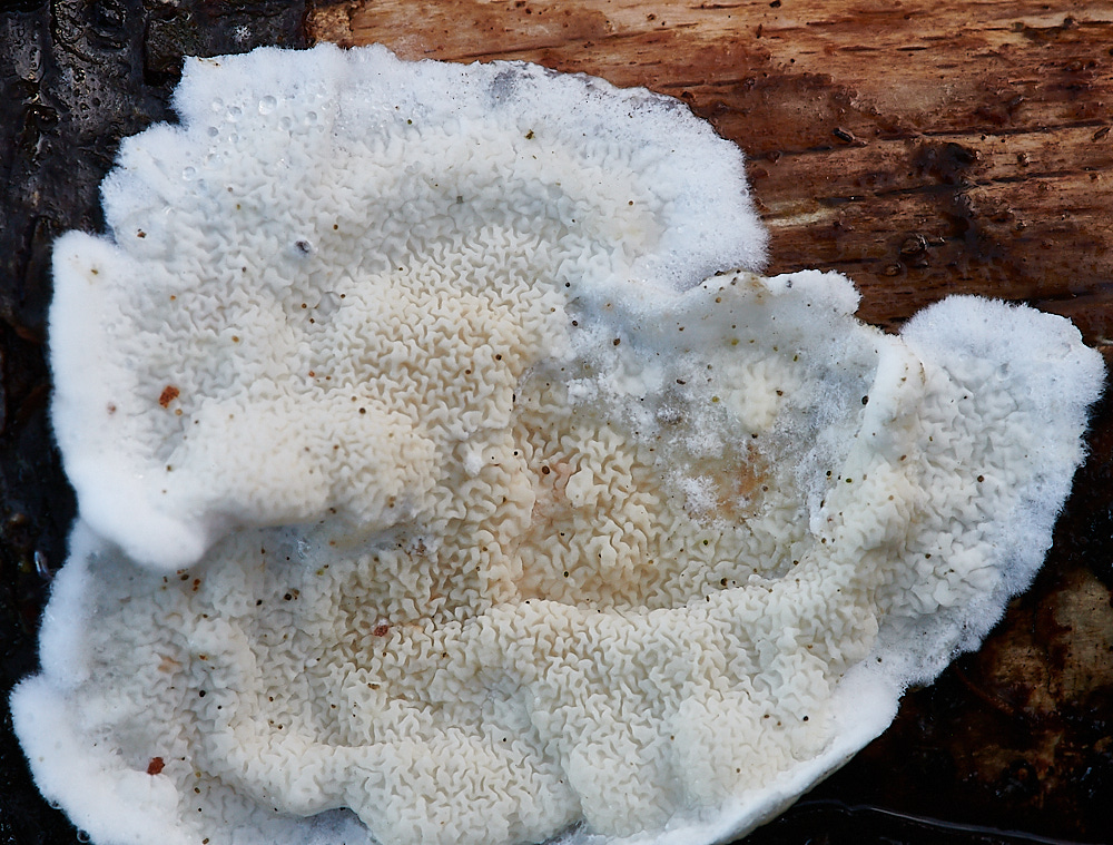 BactonWoodsNettedCrust141120-2