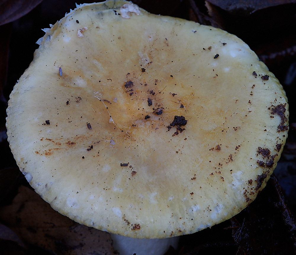 BactonWoodsOchraleuca141120-1