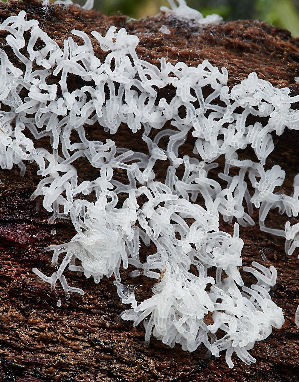 BactonWoodsSlimeMold141120-3