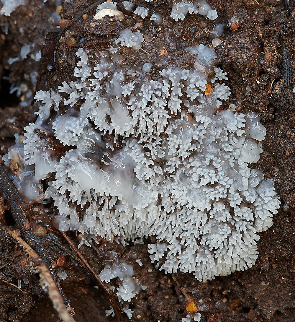 BactonWoodsSlimeMold141120-5