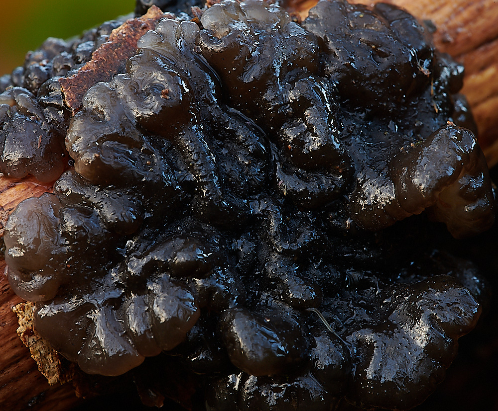 BactonWoodsWitchesButter141120-1