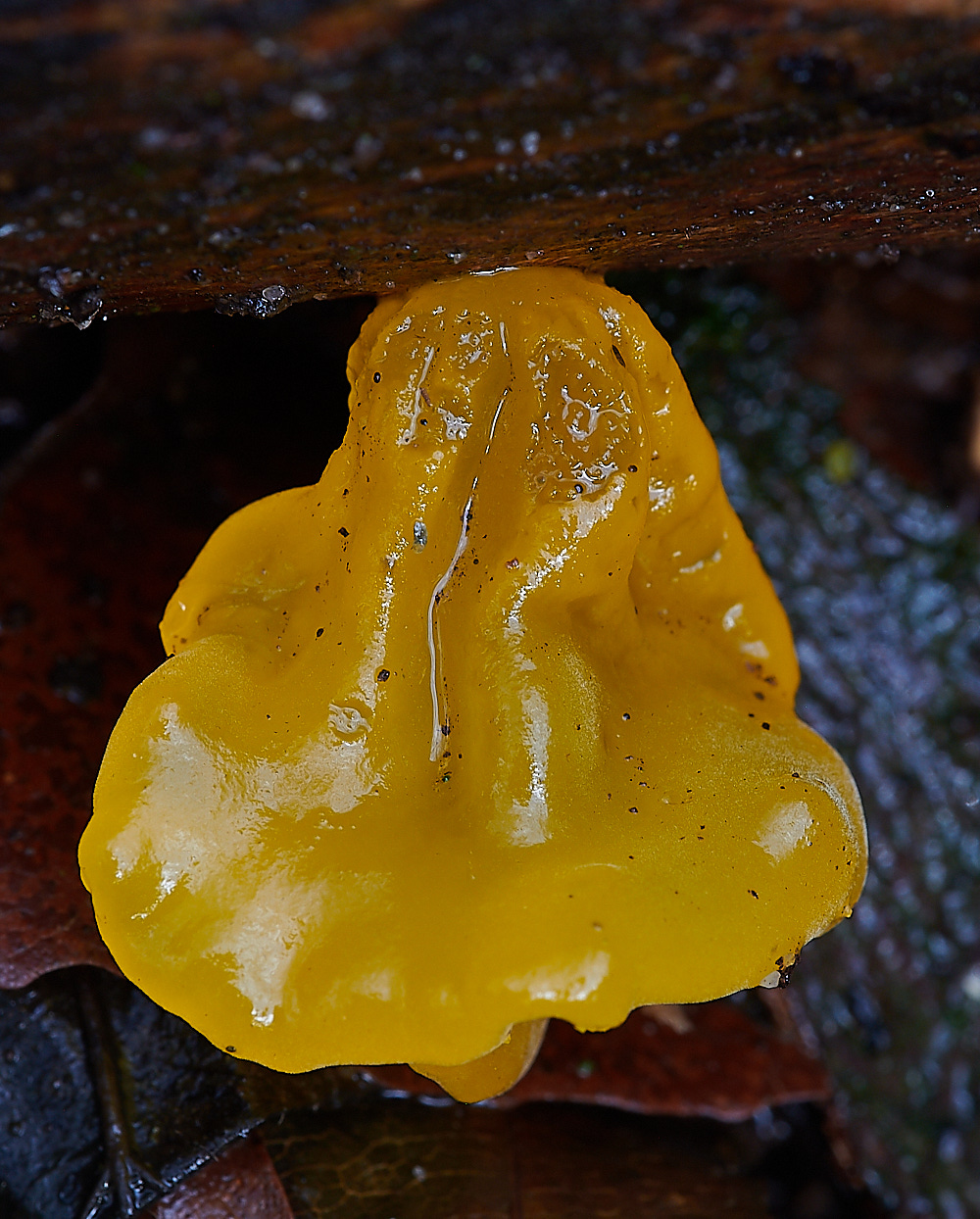 BactonWoodsYellowBrain141120-2