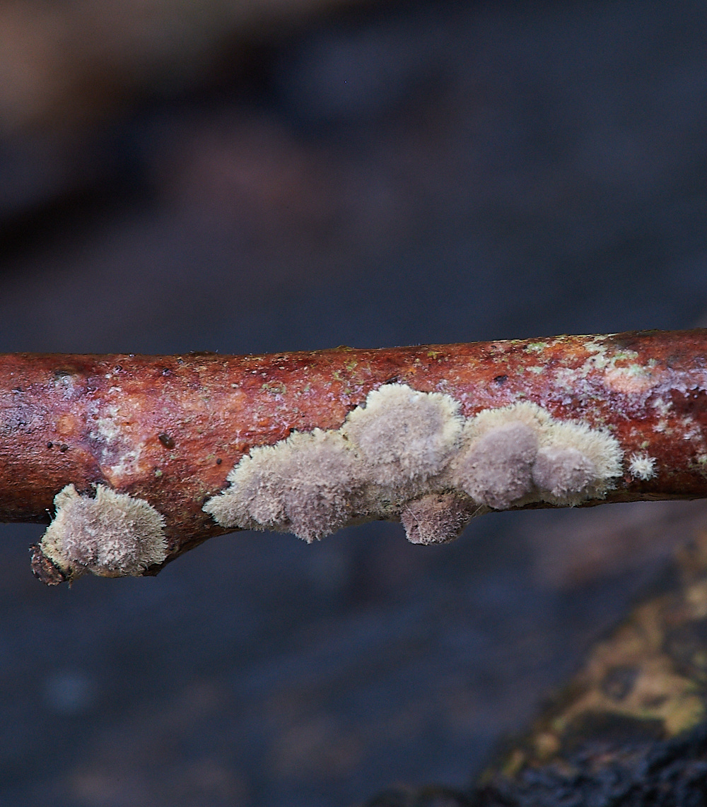 BlicklingFungus091120-1