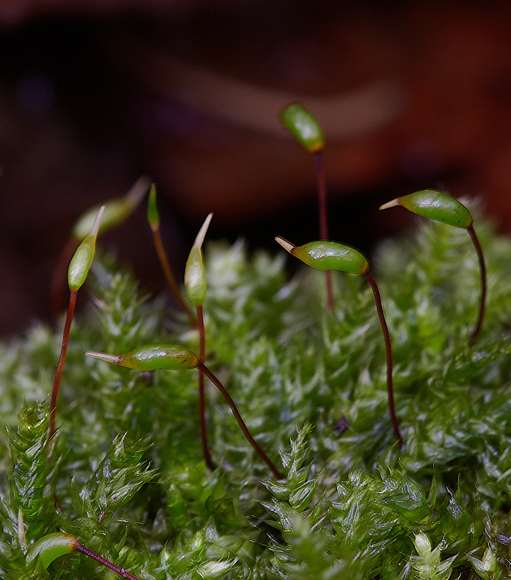 BlicklingRconfertum091120-1