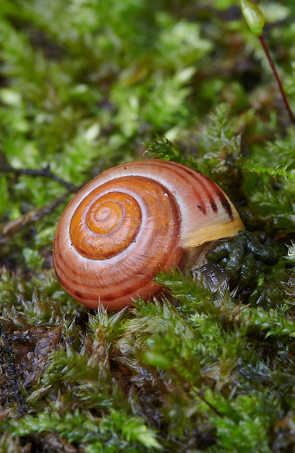 BlicklingSnail091120-1
