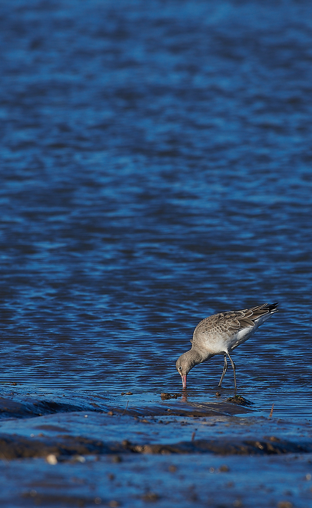 BrancasterBTG171220-1