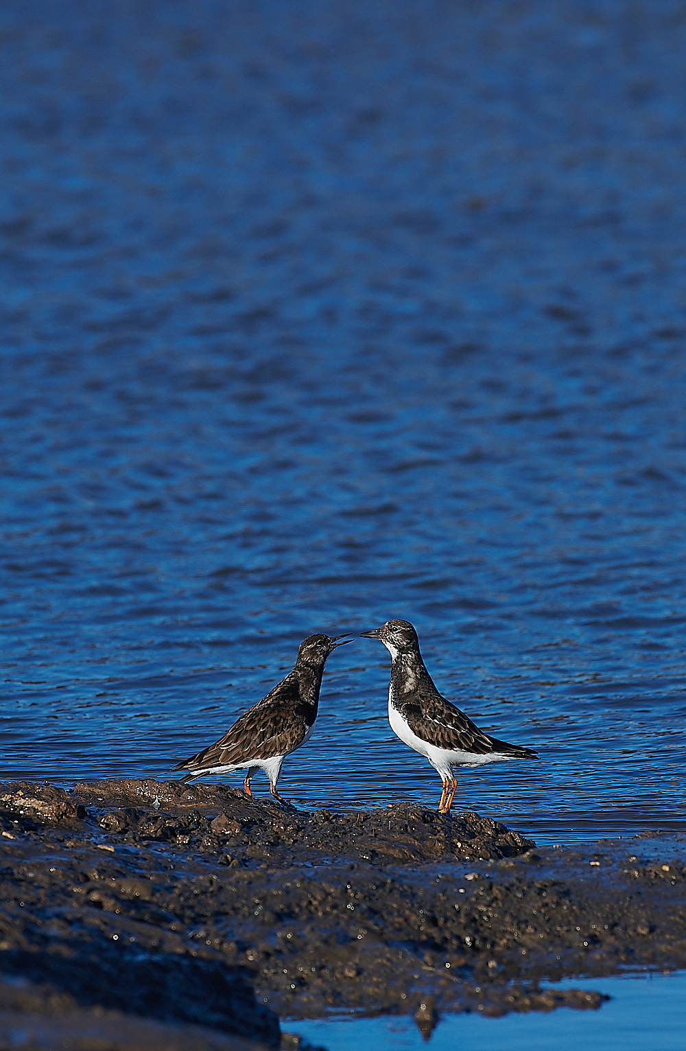 BrancasterTurnstone171220-1