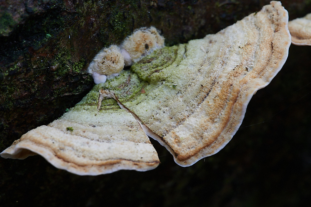 Bryant'sHeathFungus081120-1