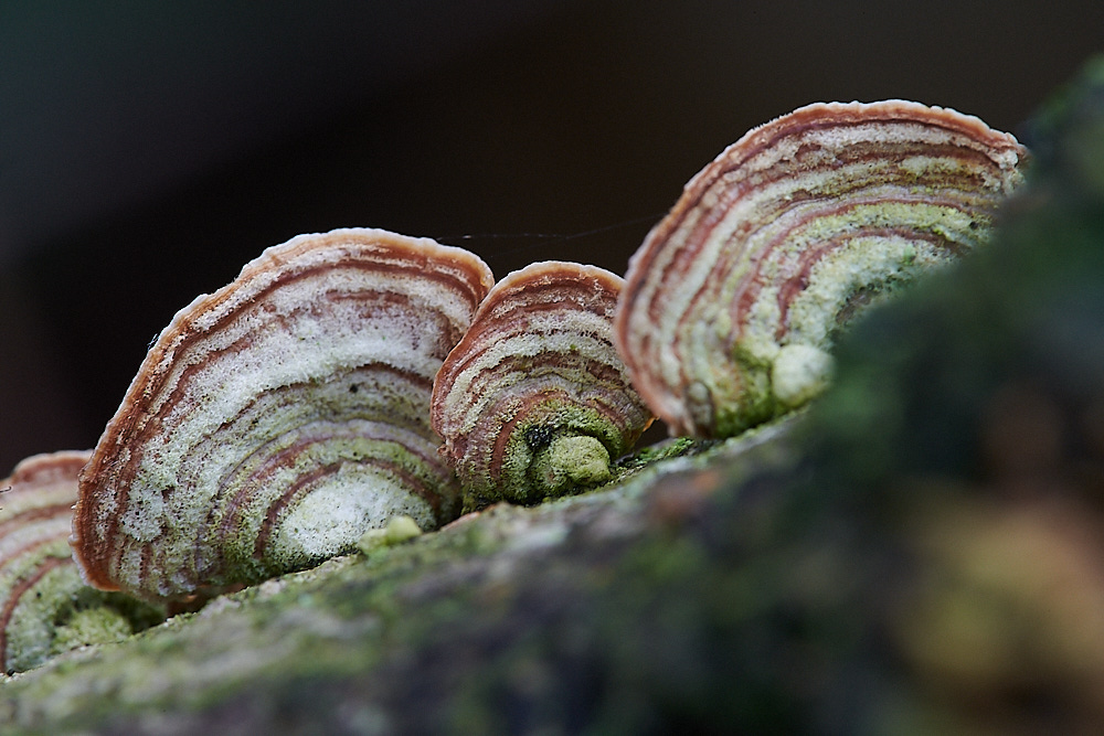Bryant'sHeathFungus081120-2