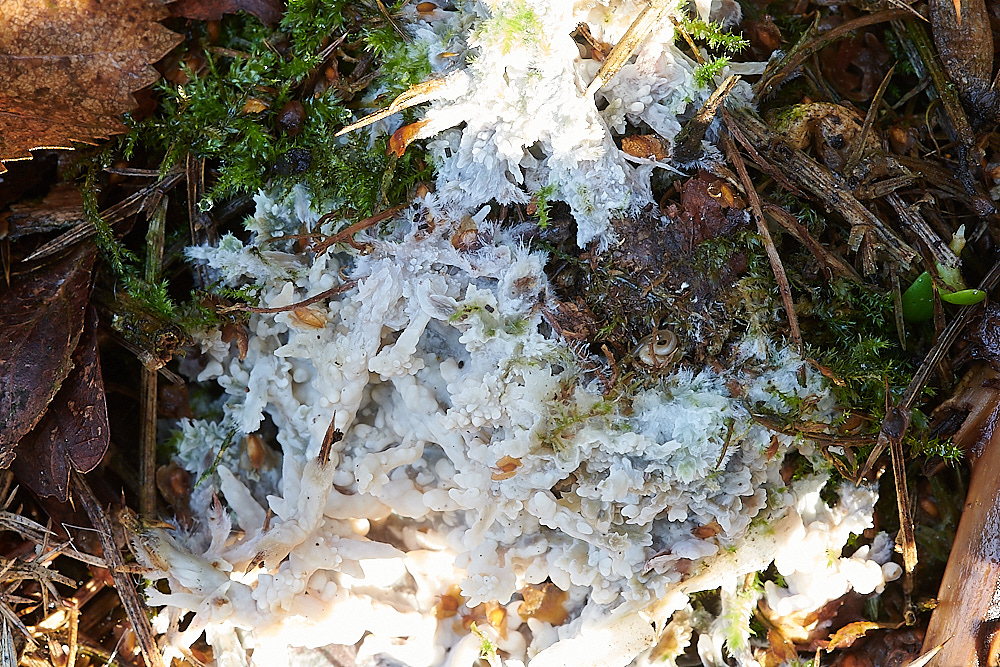 Bryant'sHeathFungus2081120-1
