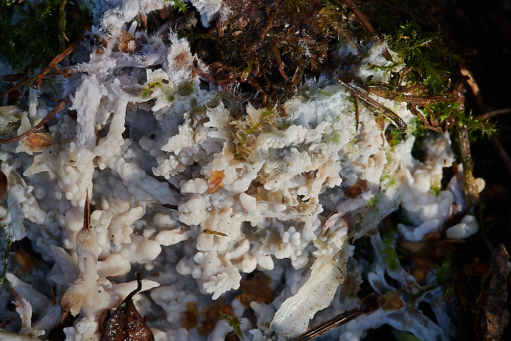 Bryant'sHeathFungus2081120-2