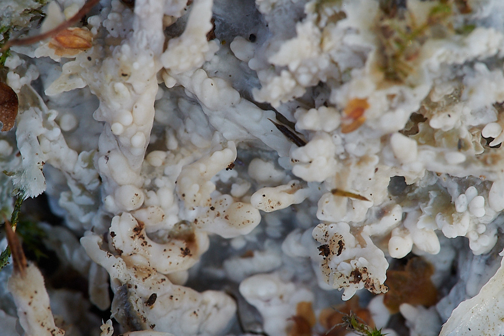 Bryant'sHeathFungus2081120-3