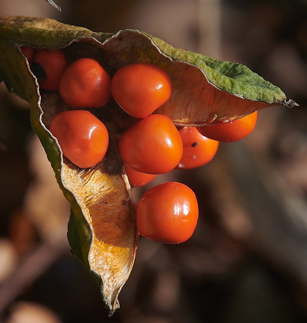 Bryant'sHeathIris081120-2