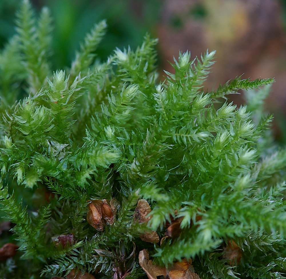 Bryant'sHeathMoss081120-1