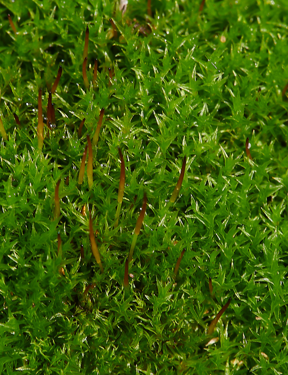 Bryant'sHeathMoss2081120-1