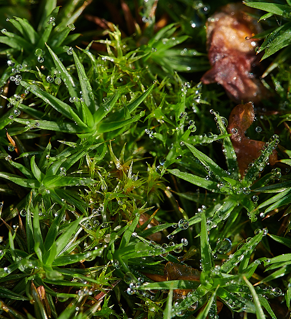 Bryant'sHeathMoss3081120-1