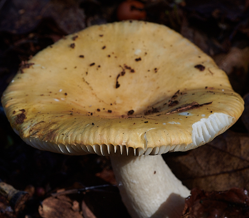 Bryant'sHeathOchreBrittlegill081120-1