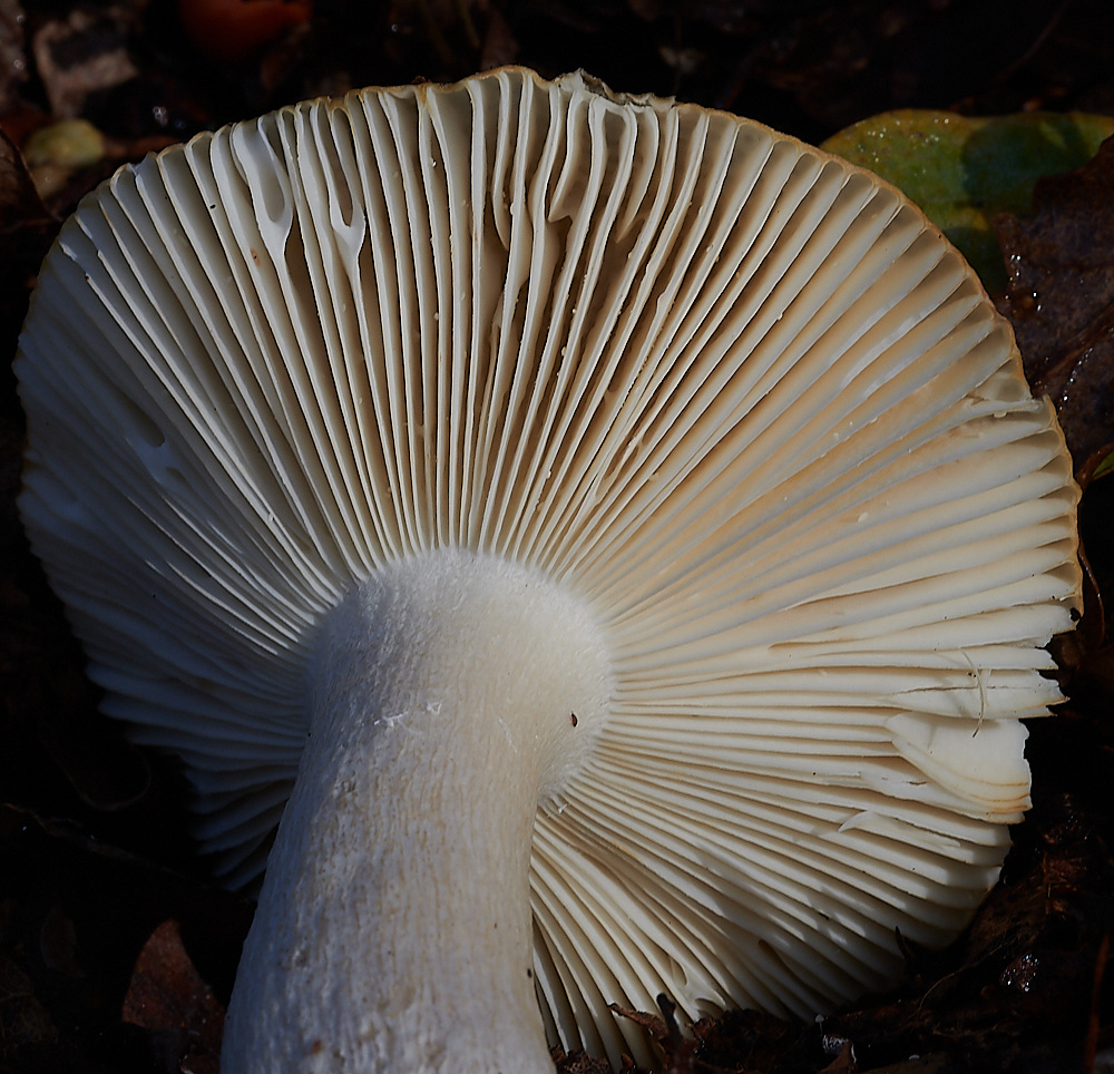 Bryant'sHeathOchreBrittlegill081120-2