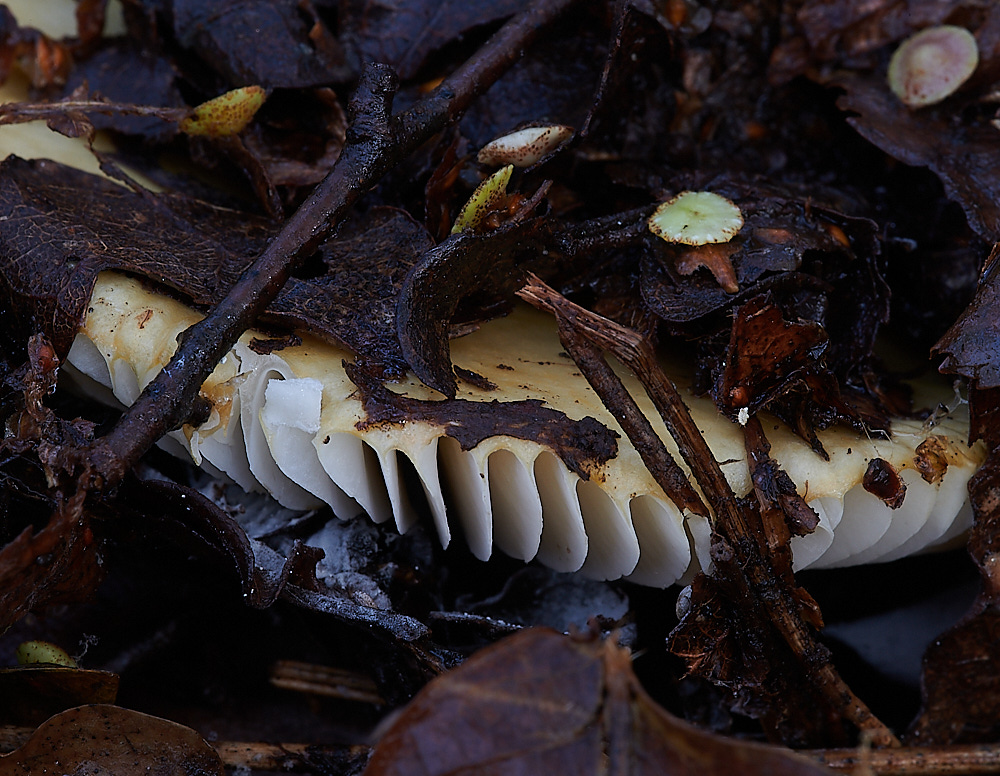 Bryant'sHeathOchreBrittlegill081120-3