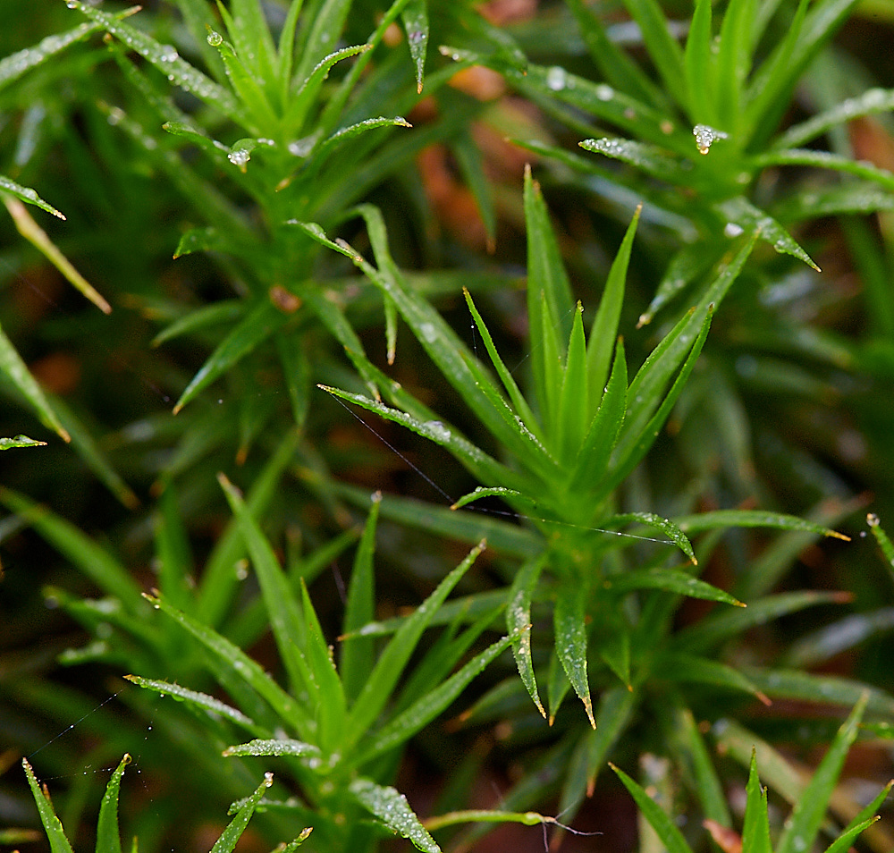 Bryant'sHeathPolytrichum081120-1