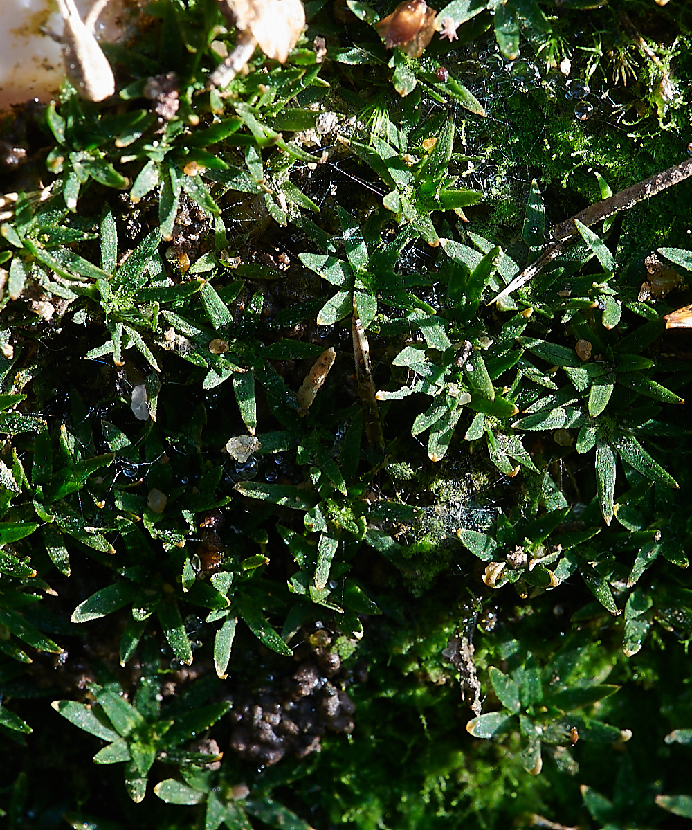 Bryant'sHeathPolytrichum2081120-1