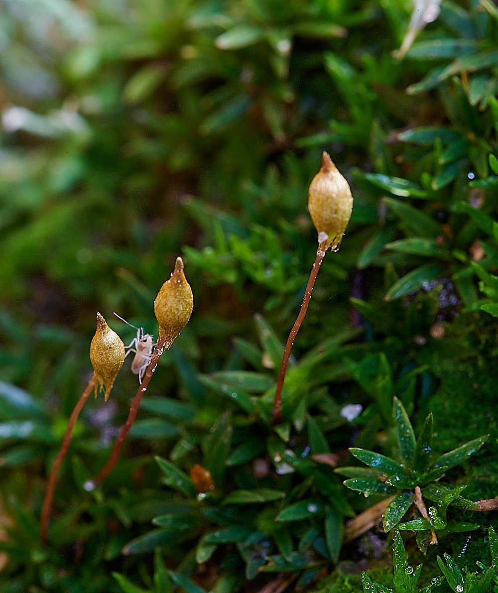 Bryant'sHeathPolytrichum2081120-2
