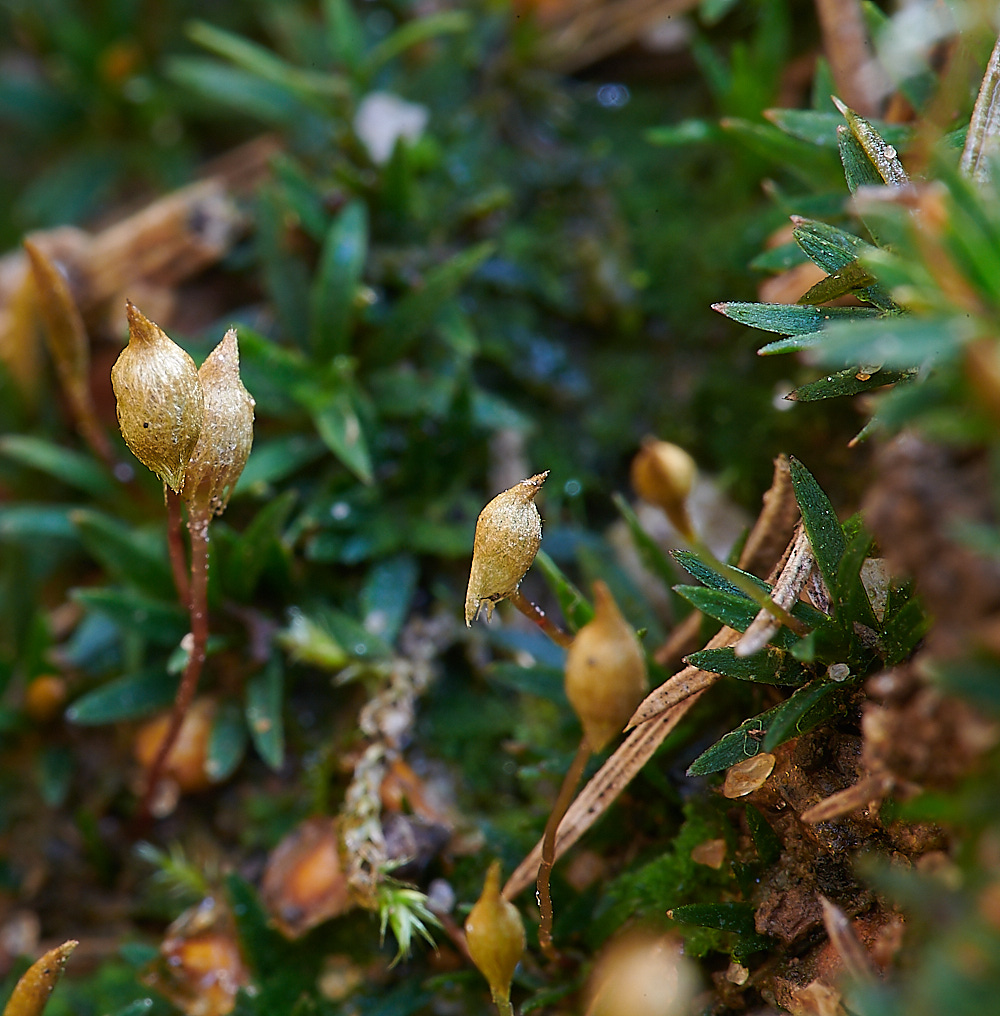 Bryant'sHeathPolytrichum2081120-3