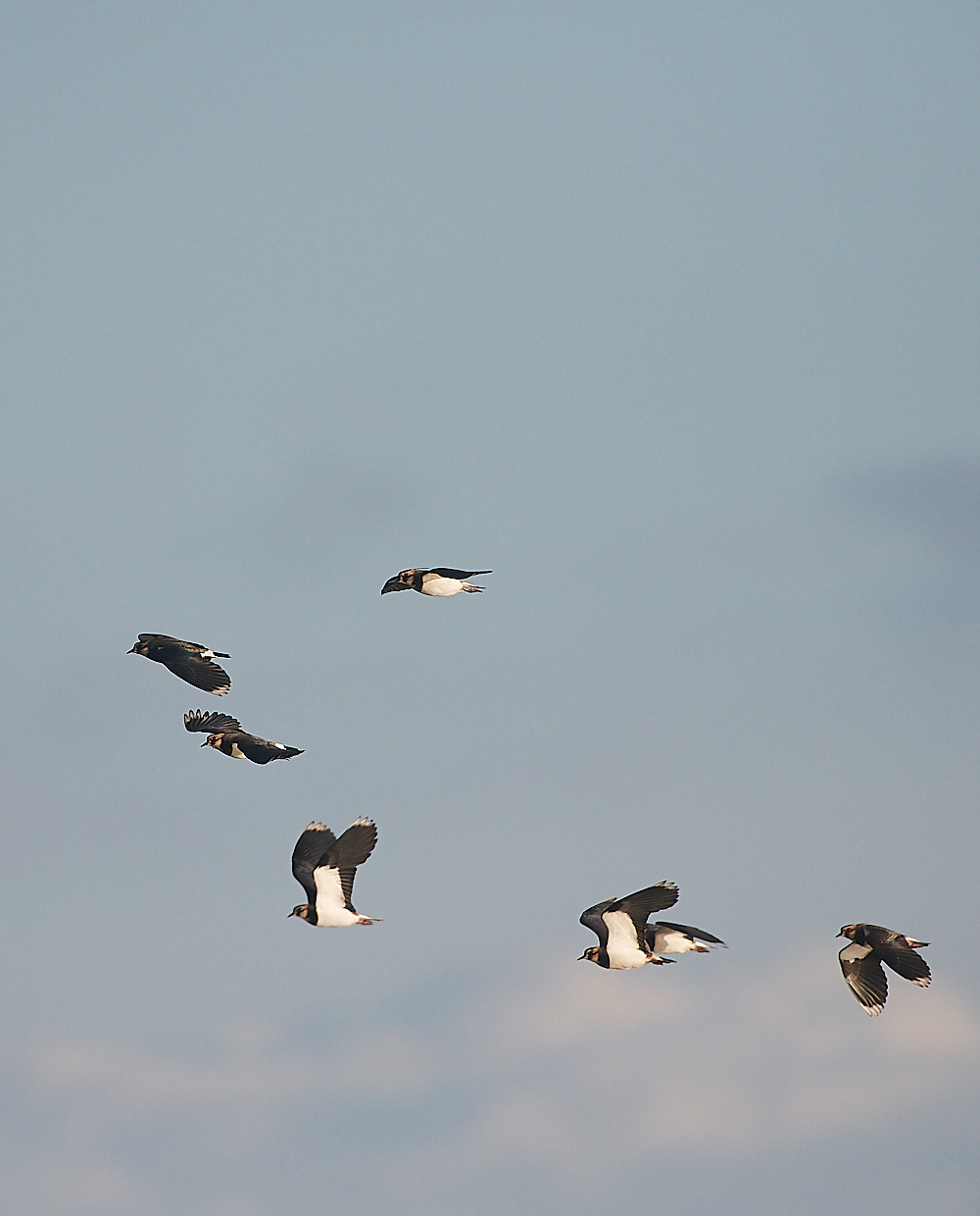 CleyLapwing051220-1