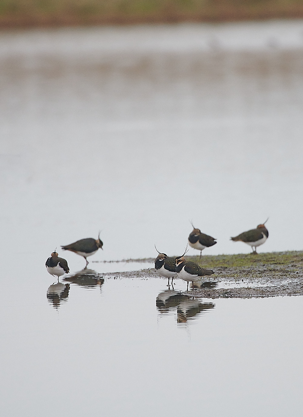 CleyLapwing221220-3