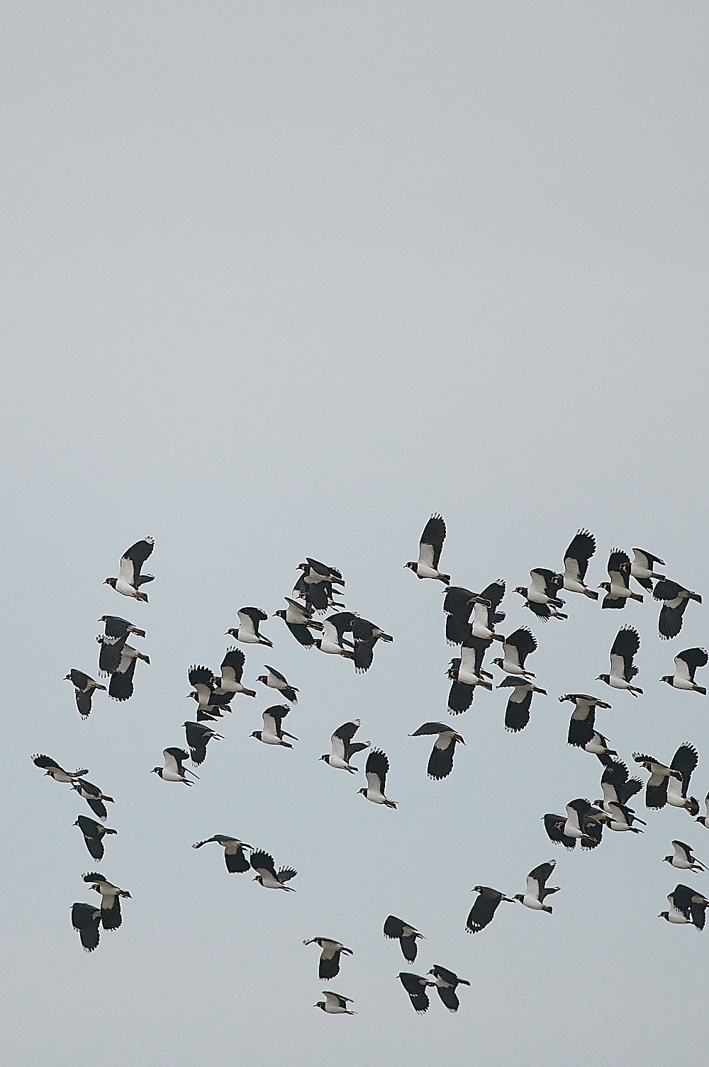 CleyLapwing221220-5
