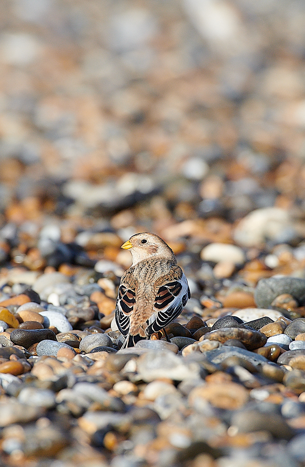 CleySnowBunting011220-1 2