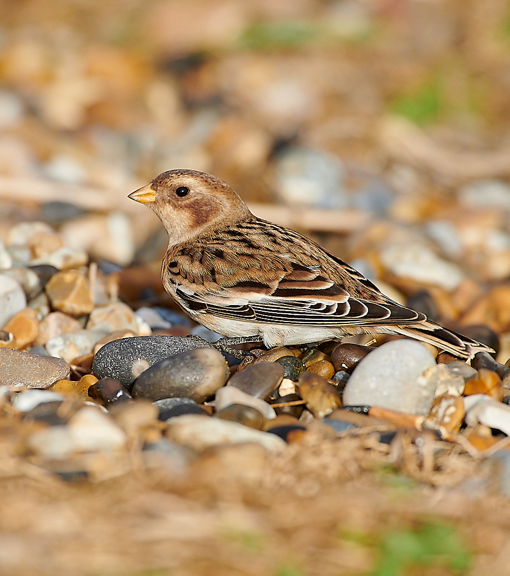 CleySnowBunting011220-10