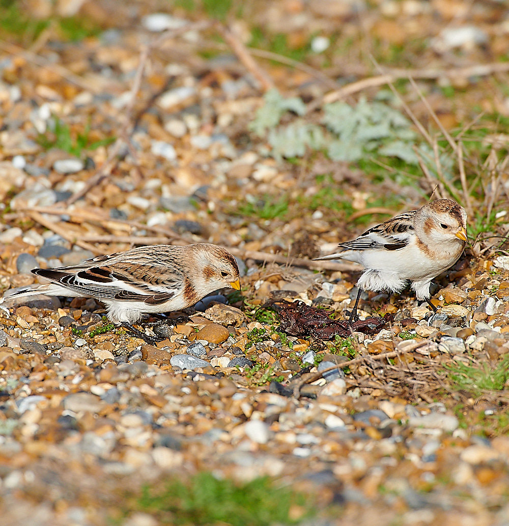 CleySnowBunting011220-2