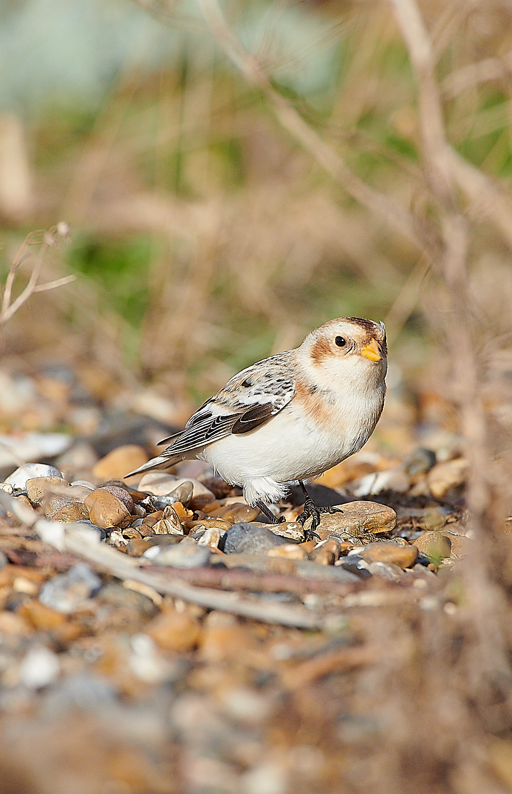 CleySnowBunting011220-3