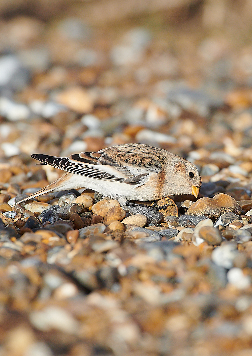 CleySnowBunting011220-4