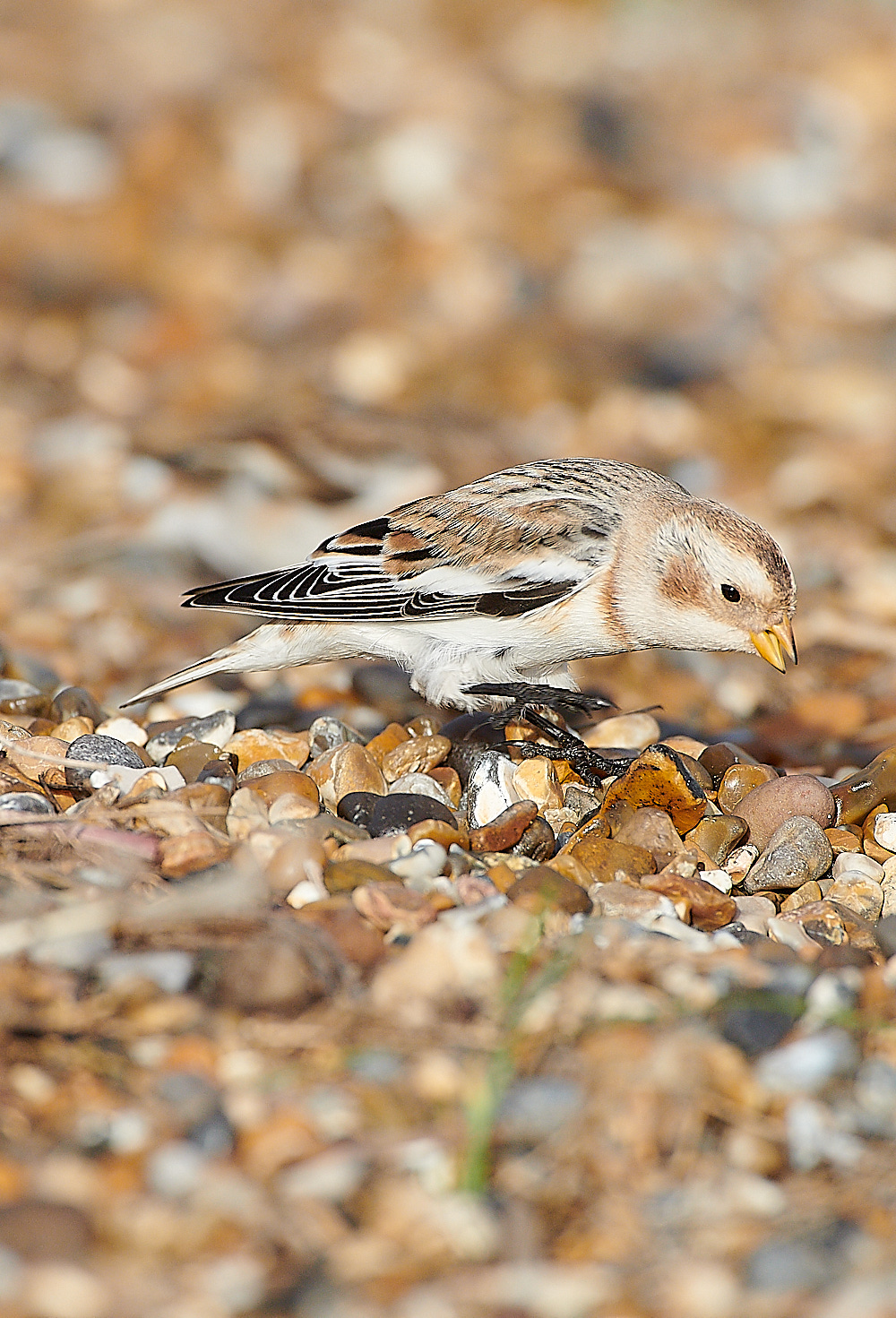 CleySnowBunting011220-5