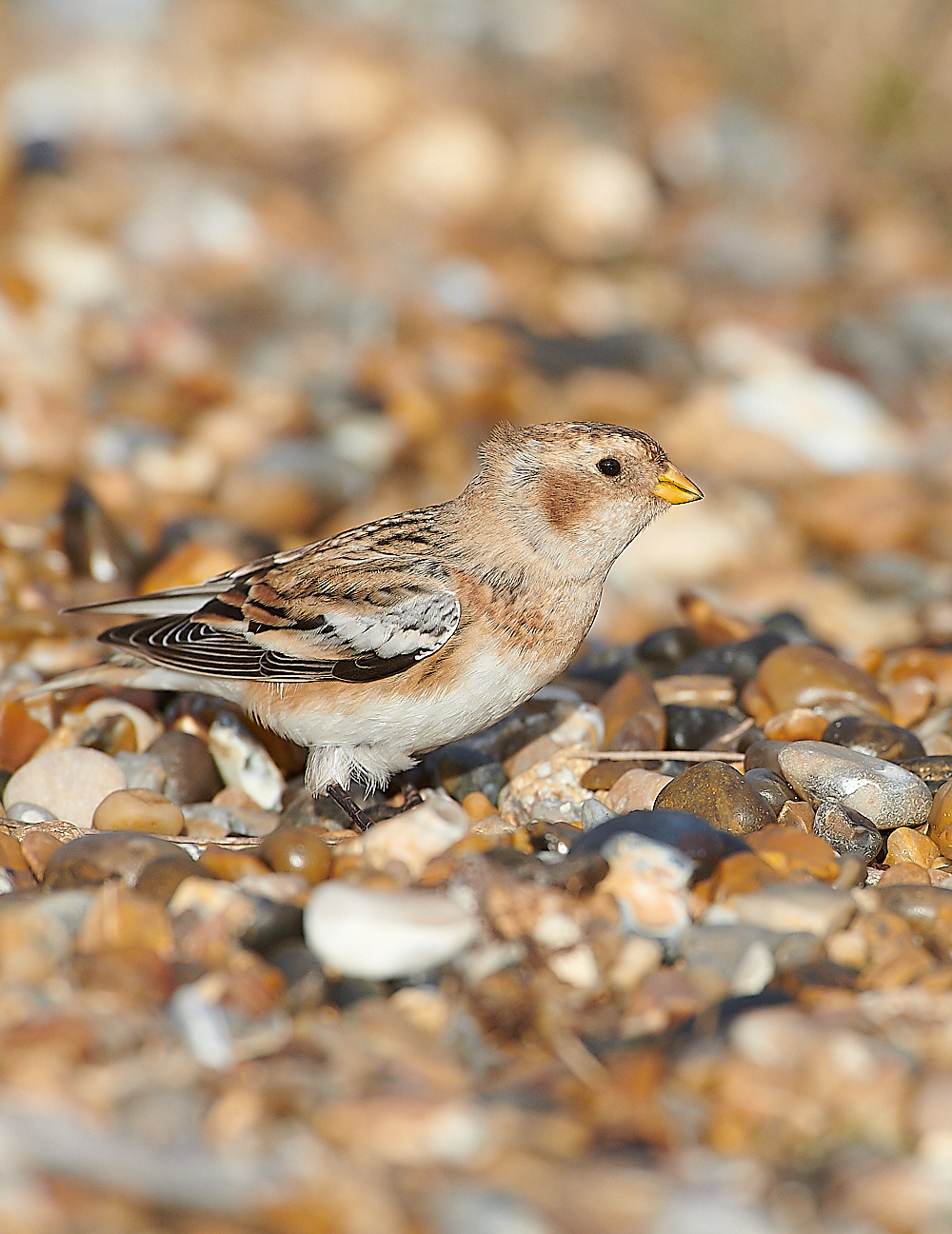 CleySnowBunting011220-6