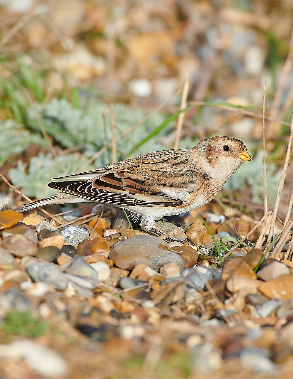 CleySnowBunting011220-7